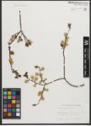 Foto von Salix starkeana Willd.